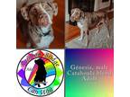 Adopt Genesis a Gray/Silver/Salt & Pepper - with Black Catahoula Leopard Dog /