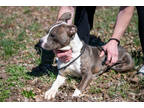 Adopt Quincy a Gray/Blue/Silver/Salt & Pepper Terrier (Unknown Type