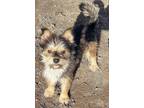Adopt Wolfgang a Black - with Tan, Yellow or Fawn Norwich Terrier / Mixed Breed