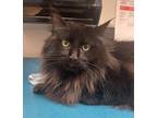 Adopt Benny a All Black Domestic Longhair / Domestic Shorthair / Mixed cat in