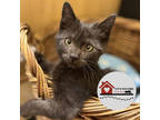Adopt Chett a All Black Domestic Shorthair / Domestic Shorthair / Mixed cat in