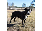 Adopt Kira a Black American Pit Bull Terrier / Mixed dog in Park Rapids