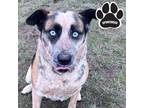 Adopt Jade a Tan/Yellow/Fawn Australian Cattle Dog / Mixed dog in Tangent