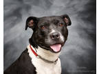 Adopt Emma a Black American Pit Bull Terrier / Mixed Breed (Medium) / Mixed