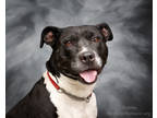 Adopt Emma a Black American Pit Bull Terrier / Mixed dog in Williamsburg