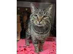 Adopt Draco a Domestic Shorthair / Mixed cat in Lexington, KY (40985575)
