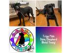 Adopt Tripp a Black - with White Great Dane / German Shepherd Dog / Mixed dog in