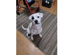 Adopt Ruby a White Boxer / Beagle / Mixed dog in Midway, UT (40985403)