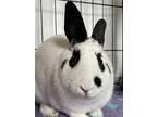 Adopt Ashe a White Satin / Satin / Mixed (short coat) rabbit in Key West
