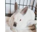 Adopt Babs a White Other/Unknown / American / Mixed rabbit in Key West