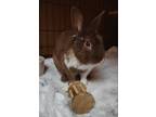Adopt Bixby a Chocolate Other/Unknown / Other/Unknown / Mixed rabbit in Key