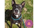 Adopt Roxy Hart a Black Mixed Breed (Large) / Mixed dog in Oklahoma City