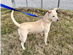 Adopt Jan (HW+) a White Labrador Retriever / Mixed dog in Paducah, KY (40985149)