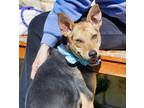 Adopt Hazel a Brown/Chocolate Labrador Retriever / Mixed dog in North Richland