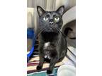 Adopt Sobi a All Black Domestic Longhair / Domestic Shorthair / Mixed cat in
