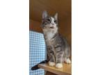 Adopt Jaya 3253 a Gray, Blue or Silver Tabby Domestic Shorthair / Mixed cat in