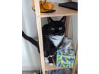 Adopt Checkers a Black & White or Tuxedo Domestic Shorthair (short coat) cat in
