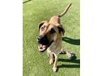 Adopt Ukulele a Tan/Yellow/Fawn Shepherd (Unknown Type) / Mixed dog in