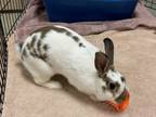 Adopt Valentine a White American / Mixed rabbit in Key West, FL (40985200)