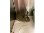 Adopt Munchkin a Red American / American / Mixed (short coat) rabbit in Key