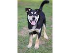 Adopt Gilmor a Mixed Breed (Medium) / Mixed dog in Killen, AL (40978435)