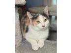 Adopt Pickled Ginger a Calico / Mixed (short coat) cat in Buford, GA (39405670)