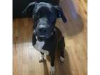 Adopt Roscoe a Black - with White Pit Bull Terrier / Labrador Retriever / Mixed