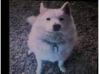 Adopt Apollo a White - with Tan, Yellow or Fawn Husky / Shiba Inu / Mixed dog in