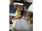 Adopt Sunny a Brown/Chocolate - with White Dachshund / Basset Hound / Mixed dog