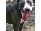 Adopt Sally a Gray/Blue/Silver/Salt & Pepper American Staffordshire Terrier /