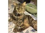 Adopt Taziki a Brown Tabby Domestic Mediumhair (medium coat) cat in Duette