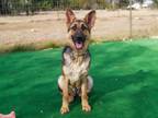 Adopt Echo a Black - with Tan, Yellow or Fawn German Shepherd Dog / Mixed dog in