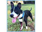 Adopt Gabriel a Black - with White Bull Terrier / Boston Terrier / Mixed dog in