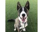 Adopt Rarity a Brindle - with White Husky / Mixed Breed (Medium) / Mixed dog in