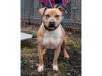 Adopt Arlo a Tan/Yellow/Fawn American Pit Bull Terrier / Mixed Breed (Medium) /