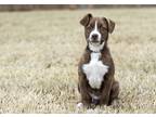 Adopt Junior a Brown/Chocolate - with White American Pit Bull Terrier dog in