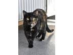 Adopt Zara a Tortoiseshell Domestic Shorthair / Mixed (short coat) cat in