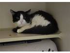 Adopt Buick a Black & White or Tuxedo Domestic Longhair / Mixed (long coat) cat