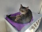 Adopt Marshall a Brown Tabby Domestic Shorthair / Mixed (short coat) cat in