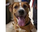 Adopt Ross a Red/Golden/Orange/Chestnut - with White Boxer / Mixed Breed (Large)