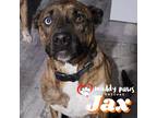 Adopt Jax (Courtesy Post) a Boxer dog in Council Bluffs, IA (40970546)