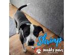 Adopt Shrimp (Courtesy Post) a Black - with White Boxer dog in Council Bluffs