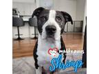 Adopt Shrimp (Courtesy Post) a Black - with White Boxer dog in Council Bluffs