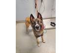 Adopt Jackson a Belgian Malinois / Mixed dog in Bloomington, IN (40984309)