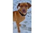 Adopt Bronson a Red/Golden/Orange/Chestnut Hound (Unknown Type) / Mixed dog in