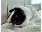 Adopt Latte a Guinea Pig small animal in Monterey, CA (39195014)