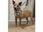 Adopt Nash a Tan/Yellow/Fawn - with White Pit Bull Terrier / Mixed dog in