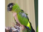 Adopt Thistle a Conure bird in Elizabeth, CO (35219312)