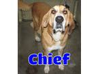 Adopt #3671 Chief a Tan/Yellow/Fawn - with White Great Pyrenees / Hound (Unknown