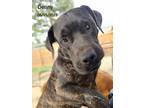 Adopt Denny a Brindle Labrador Retriever / Mixed dog in Warren, RI (40983544)